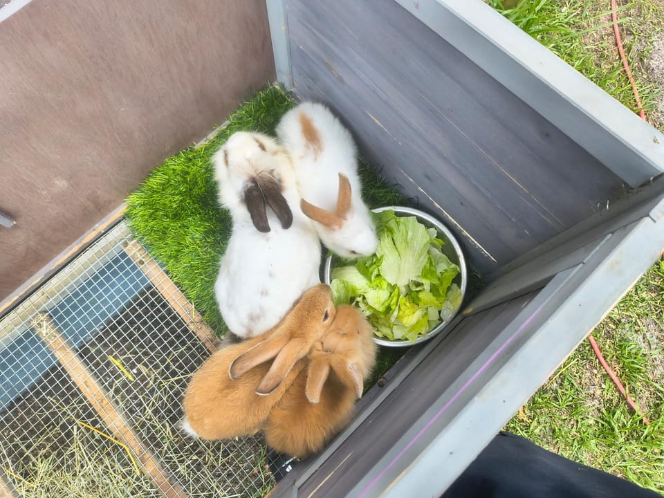 Animals