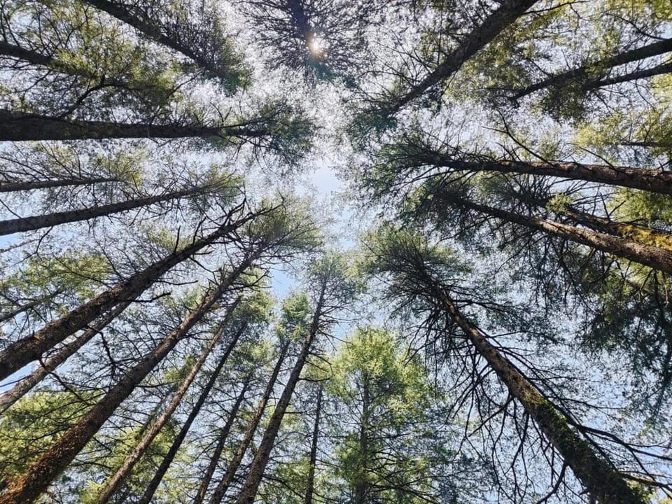 Astitva off-beat Forest Home House in Uttarakhand