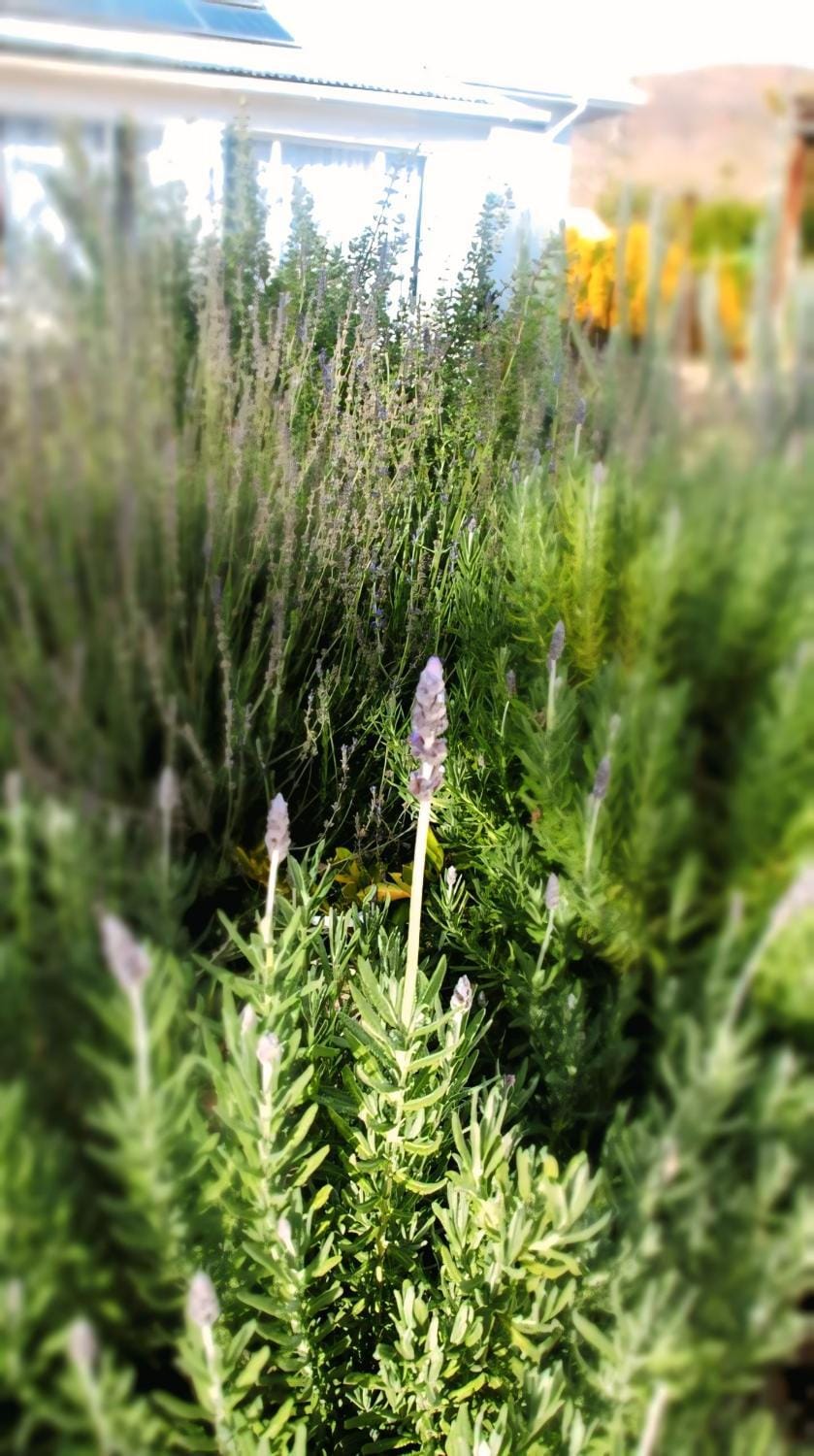 Spring, Day, Garden, Garden view