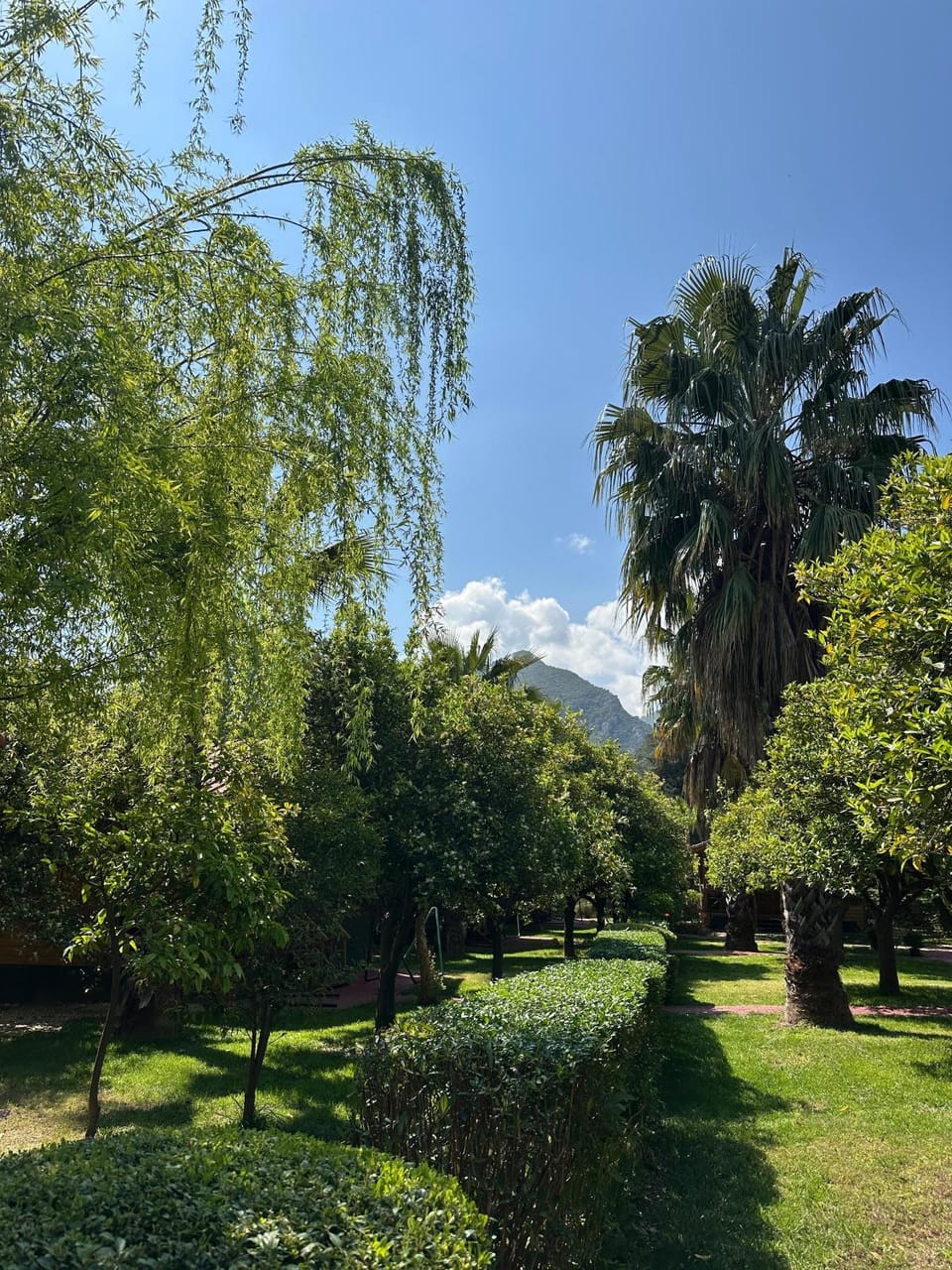 Garden