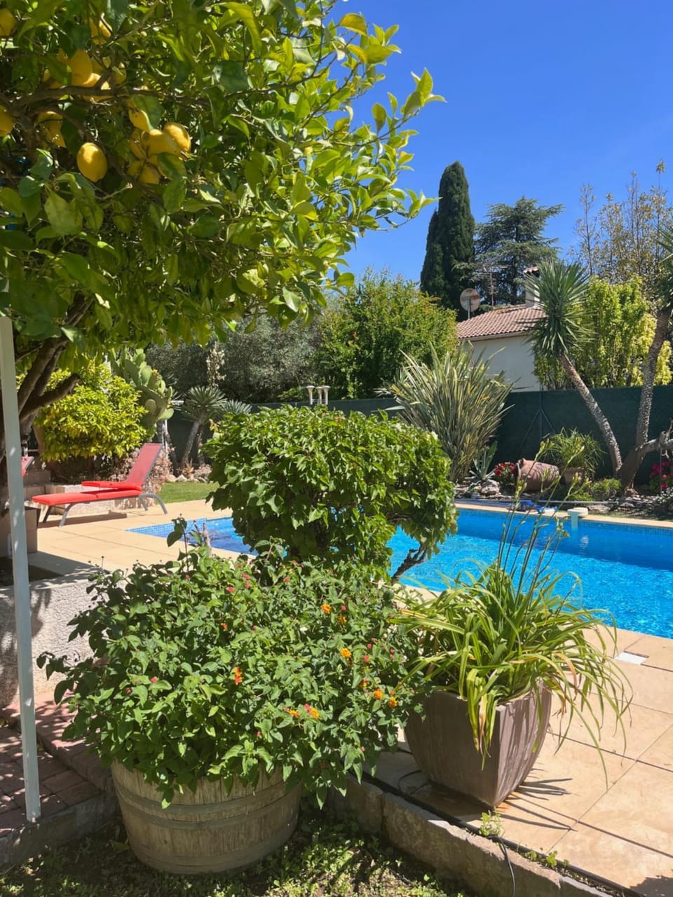 Garden, Pool view, Swimming pool, sunbed