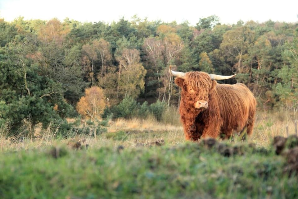 The Highlander- Stylish Hideaway near Beach & Forest Schoorl and Bergen- Dogs Welcome House in North Holland (province)