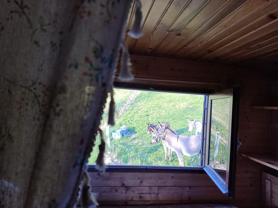 Natural landscape, Animals, Garden view