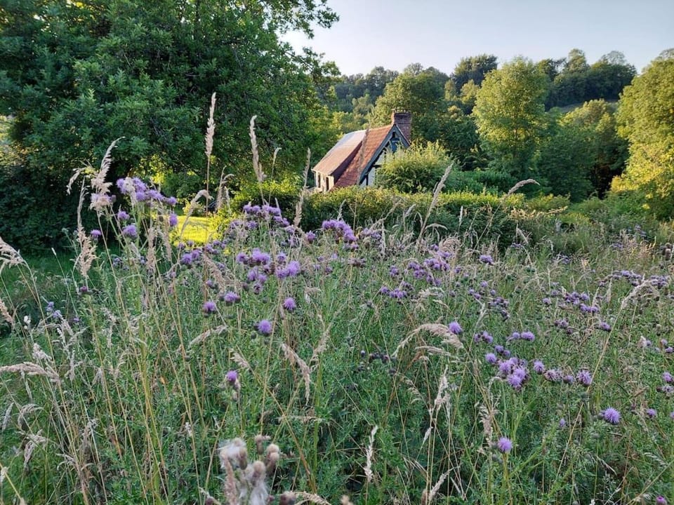 Day, Natural landscape, Garden, Garden view