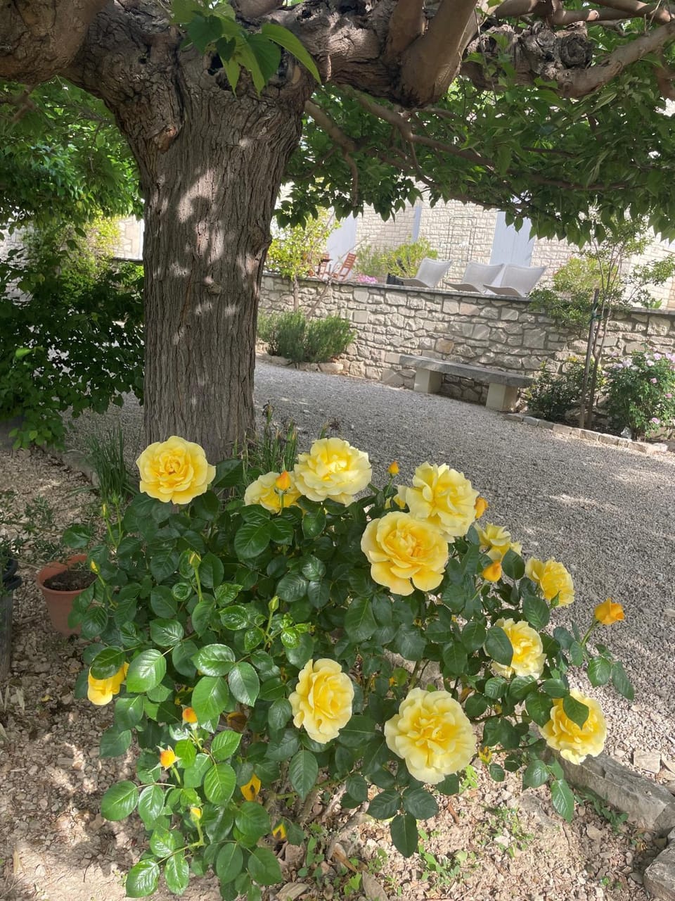 Garden view
