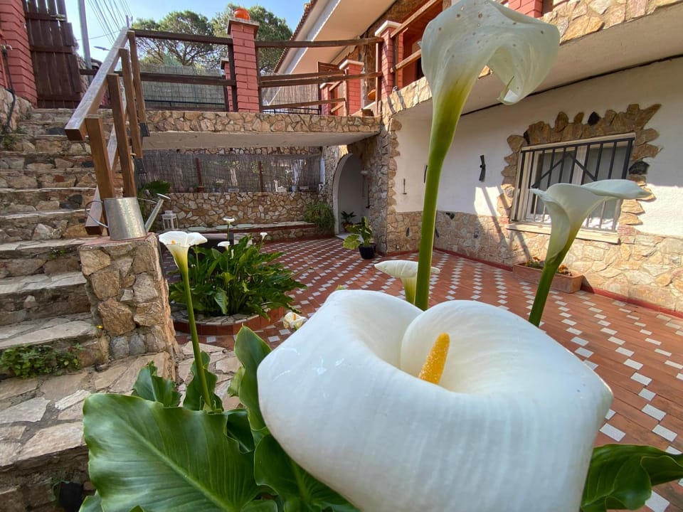 Patio, Garden