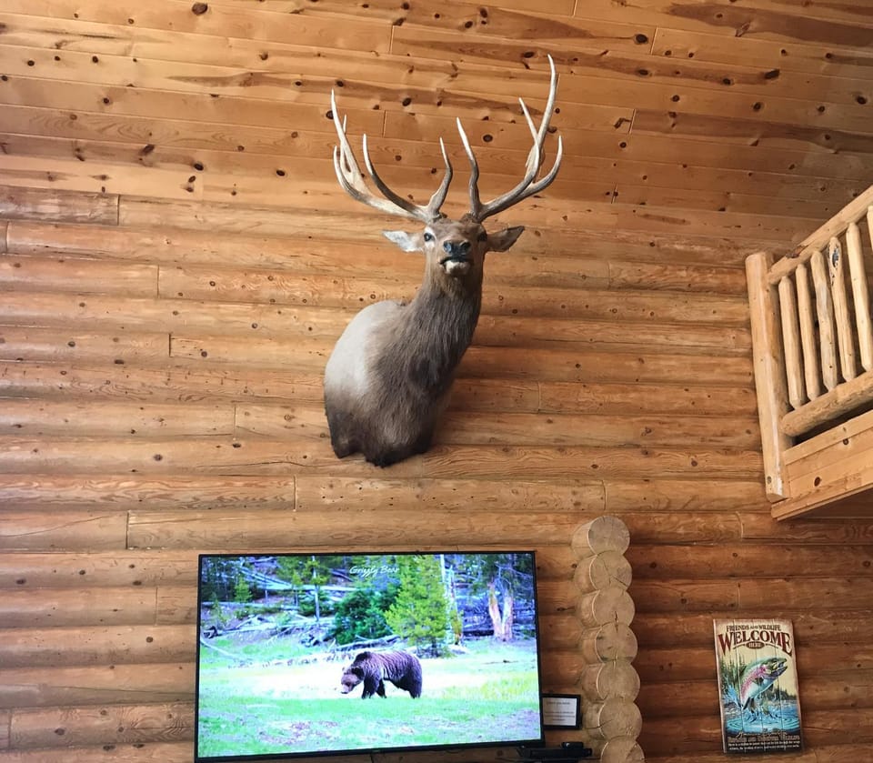TV and multimedia, Evening entertainment, Animals
