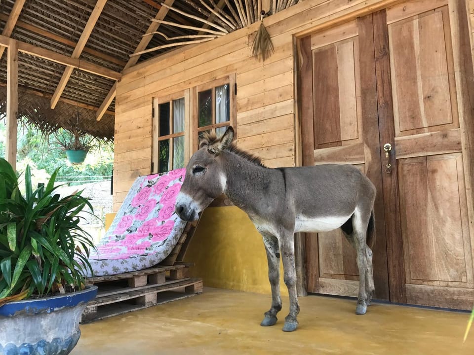 Animals