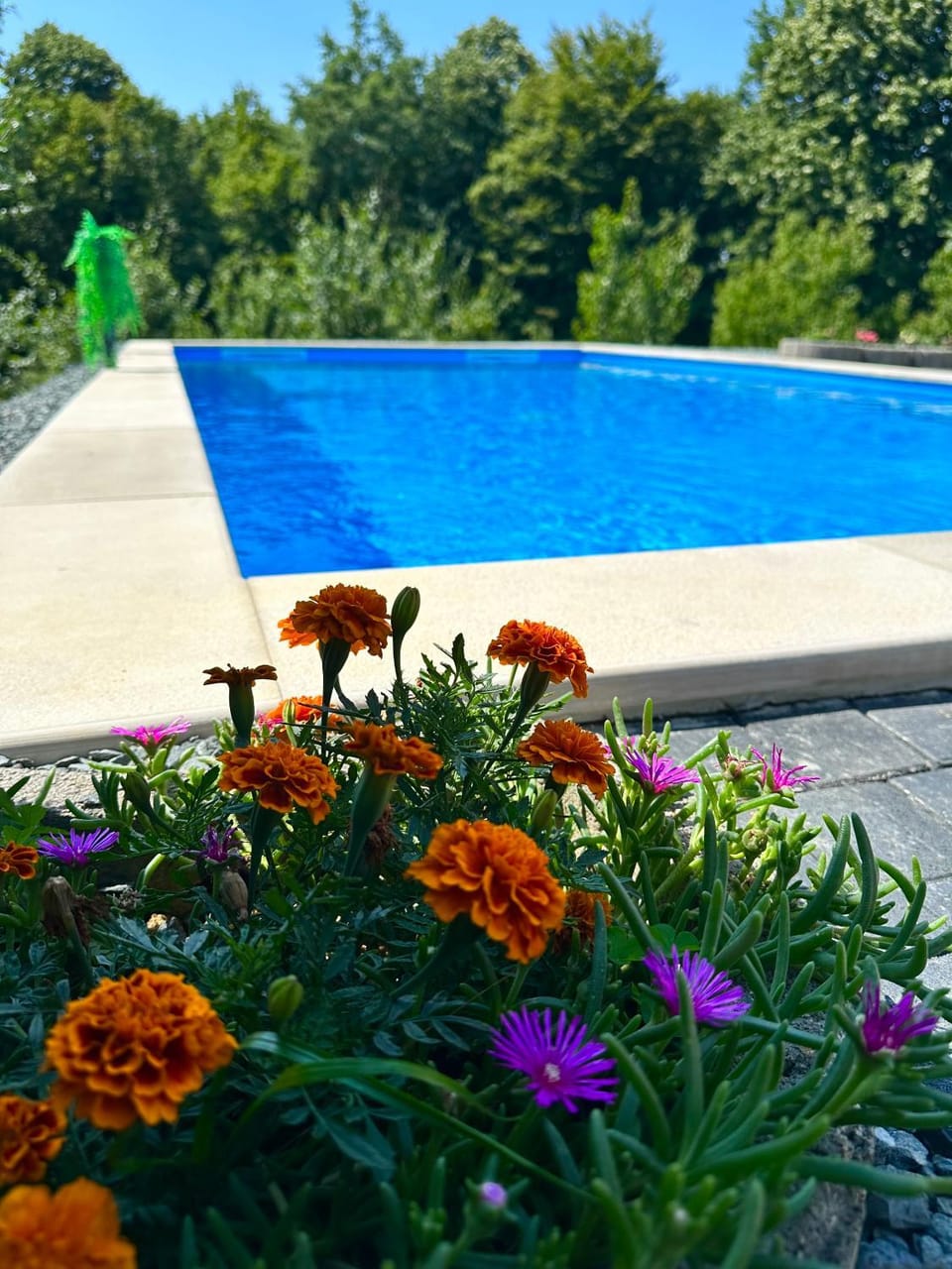 Garden, Garden view, Pool view, Swimming pool