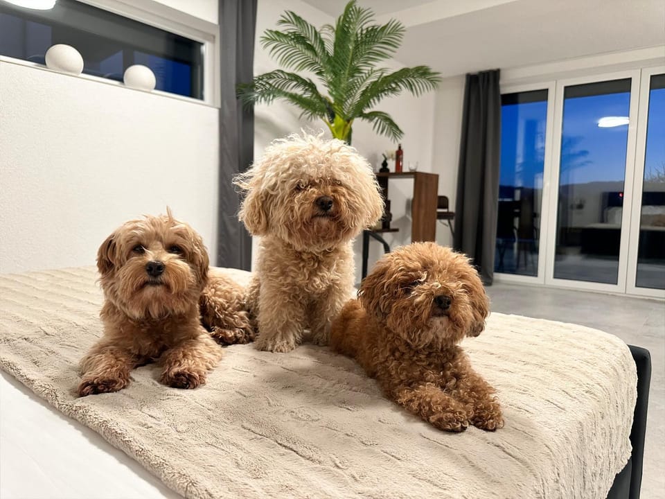 Bed, Bedroom, Pets