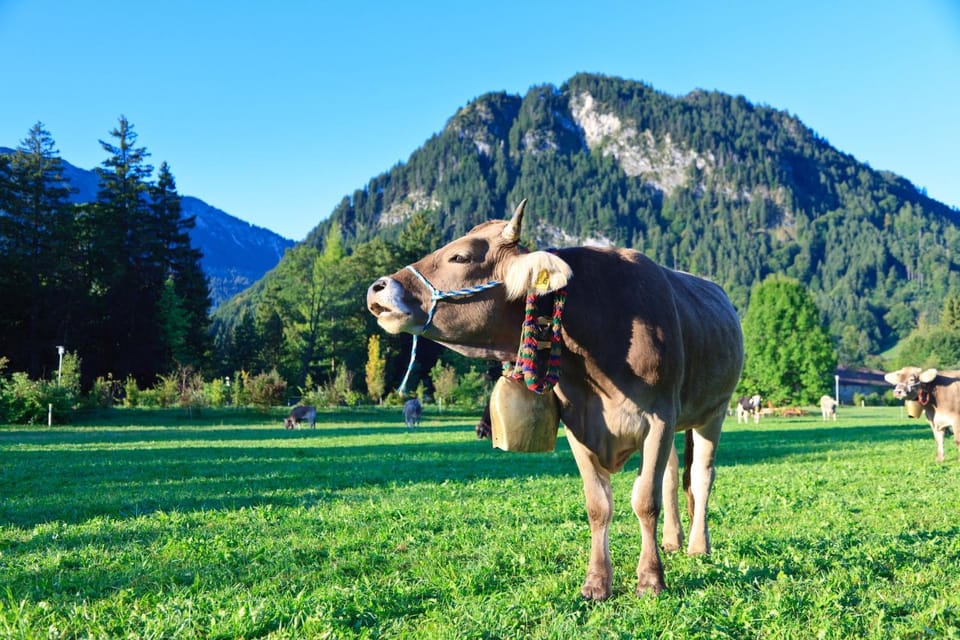 Natural landscape, Animals, Mountain view