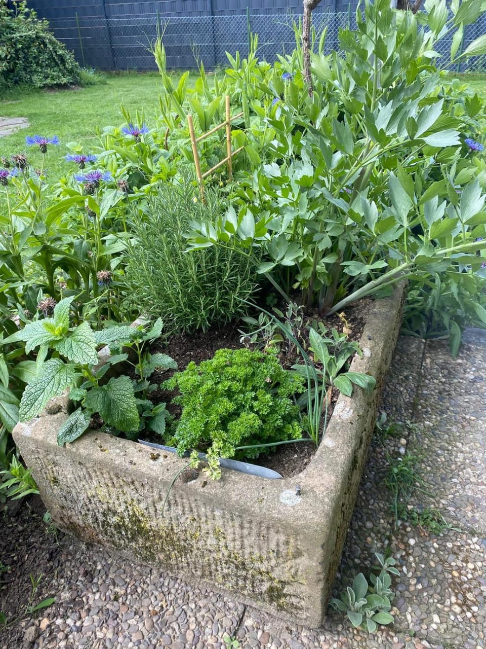 Garden view