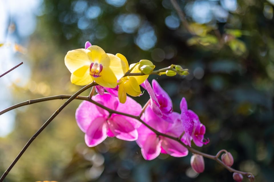 Spring, Garden, Garden view