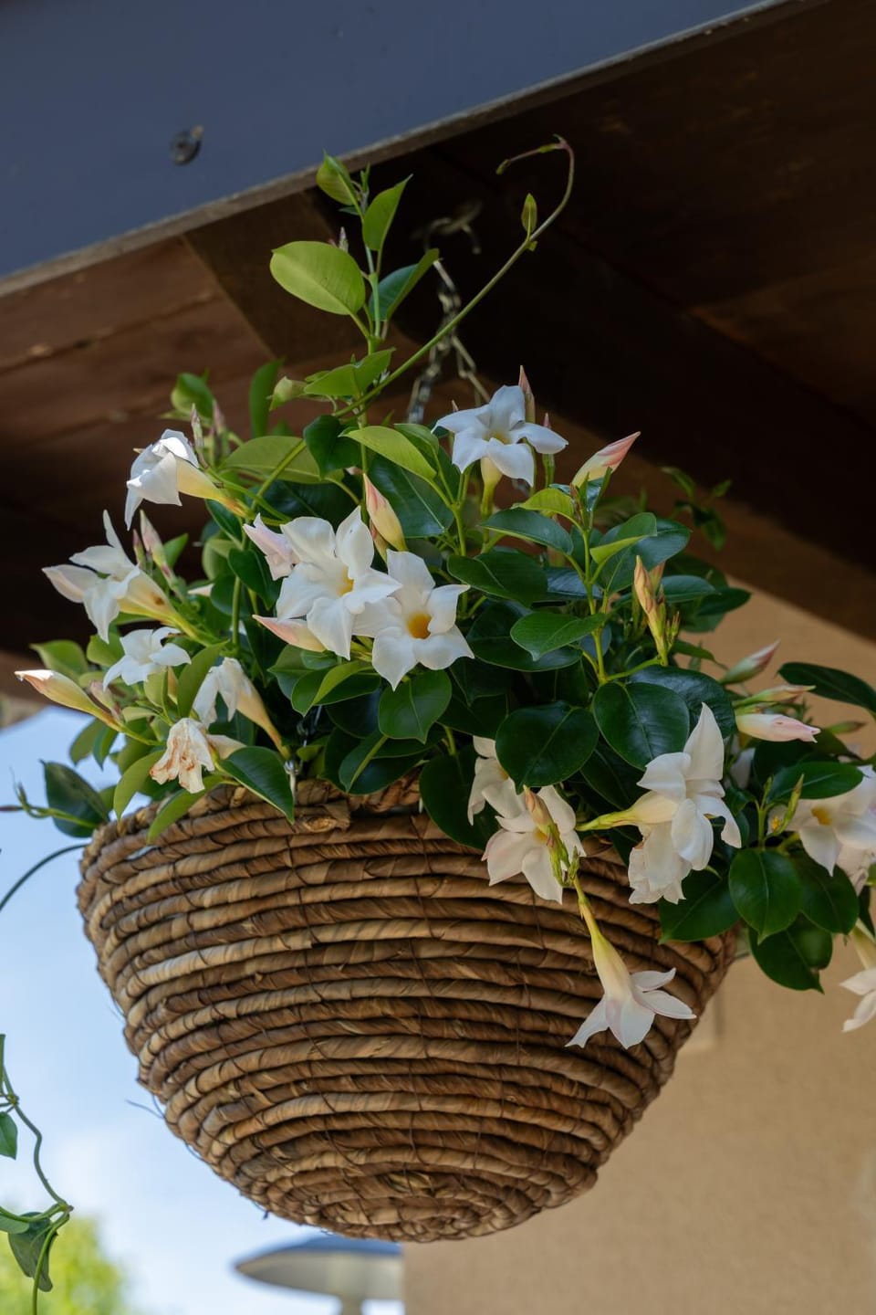 Decorative detail, Garden view
