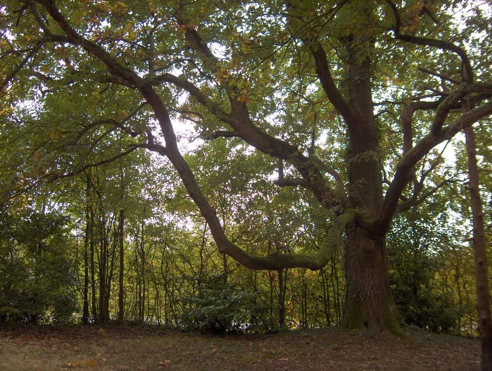 Natural landscape