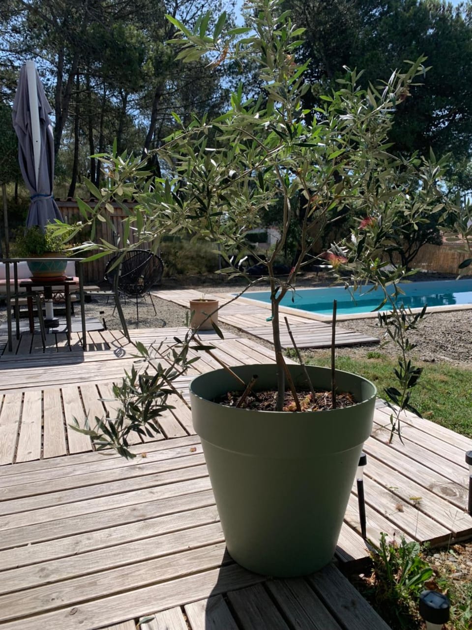 Garden, Garden view, Pool view, Swimming pool