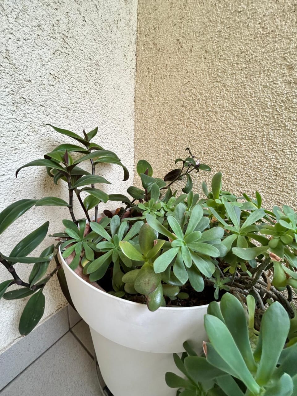 Day, Garden view