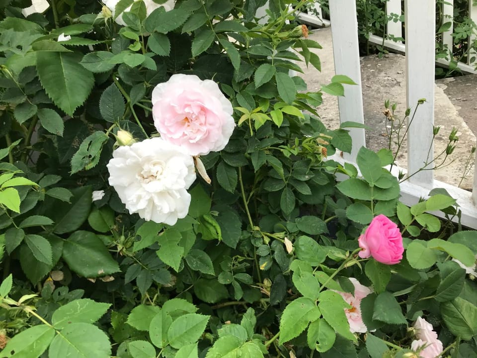 Villa Rosenborg B&B Bed and Breakfast in Kalmar County, Sweden