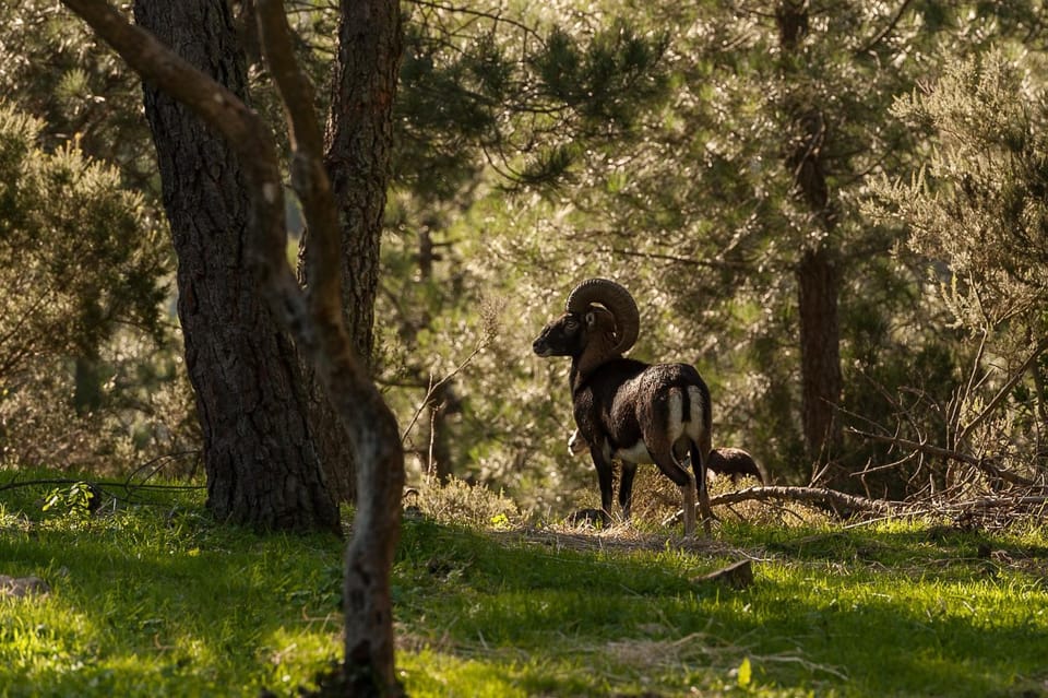 Natural landscape, Animals