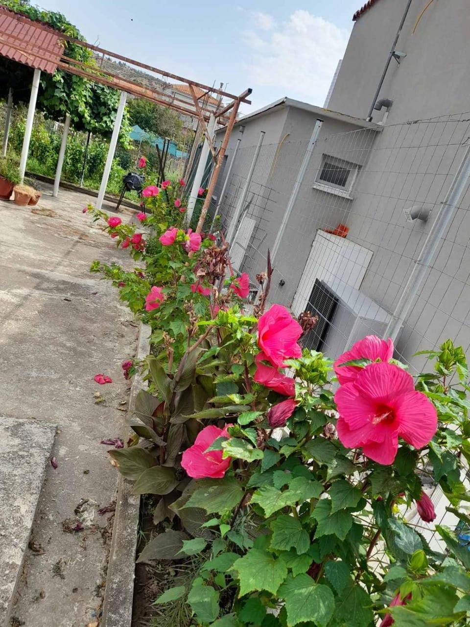 Garden view