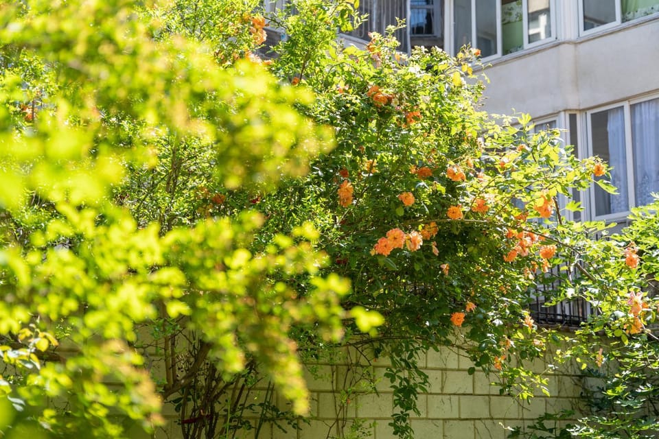 Spring, Day, Garden, Garden view
