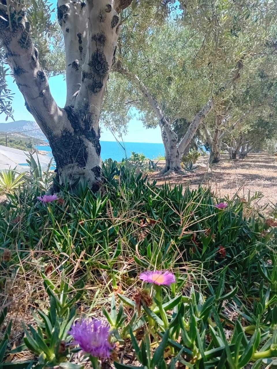 Villa Marina Villa in Peloponnese, Western Greece and the Ionian