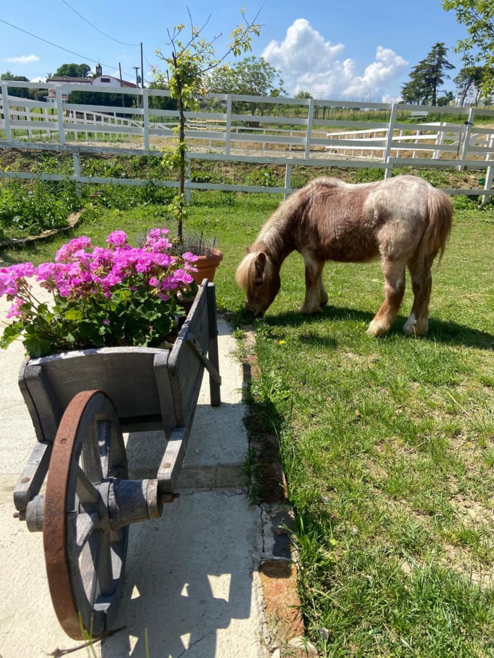 Garden, Animals, Garden view