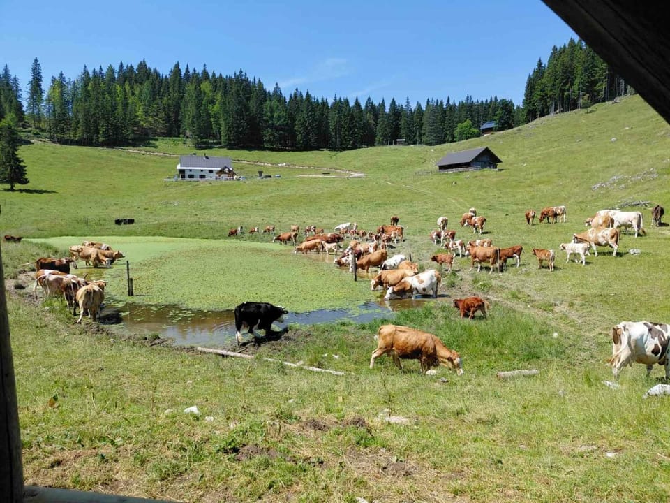Animals