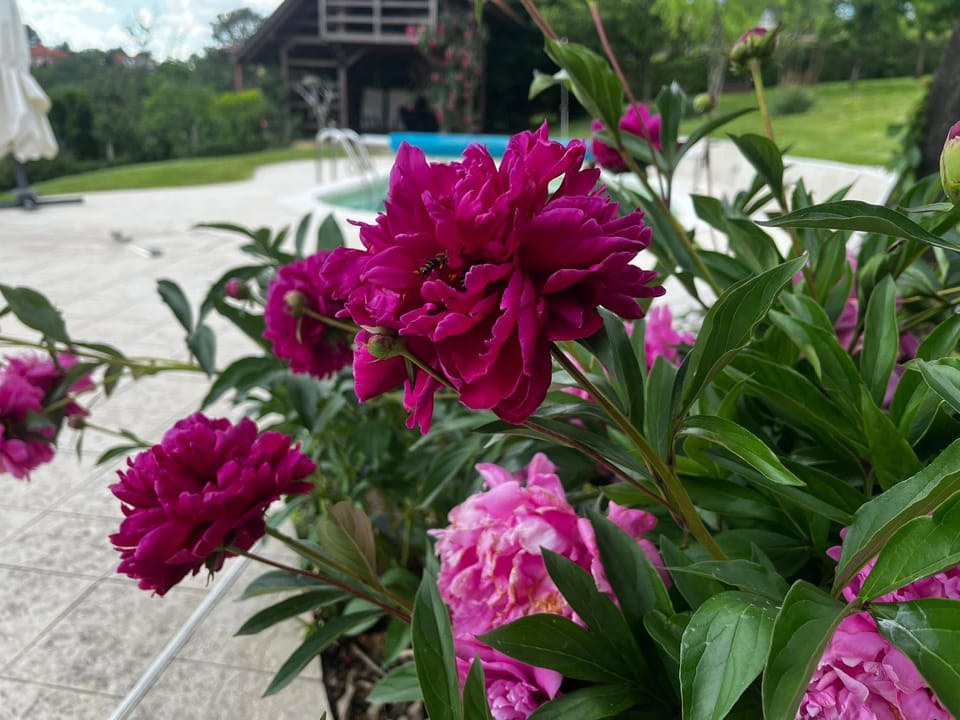 Zelena Oaza nadomak Beograda House in Vojvodina