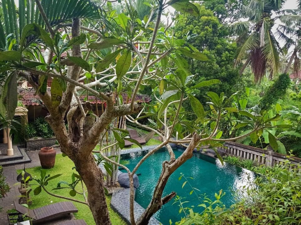 Natural landscape, Garden, Garden view, Pool view, Swimming pool, Swimming pool