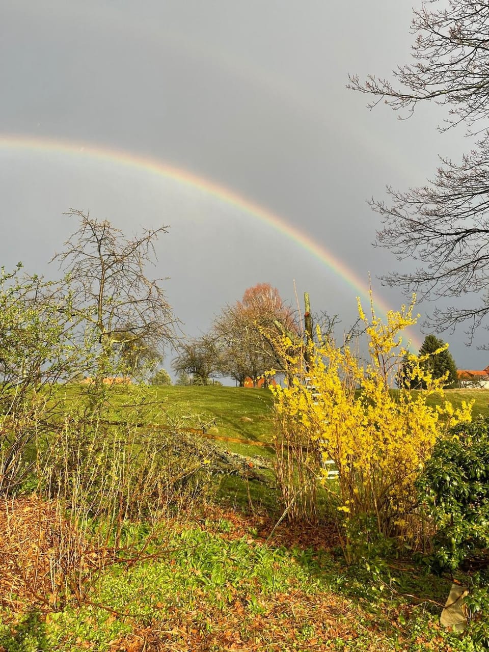 Garden view