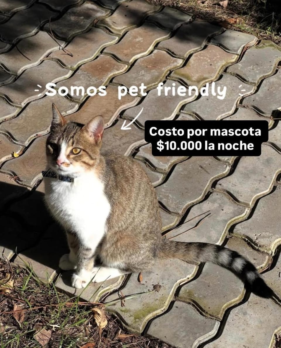Animals, Animals, pet friendly, pet friendly
