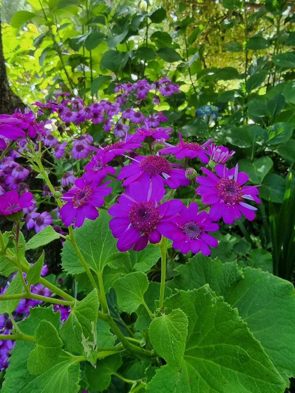 Day, Garden, Garden view