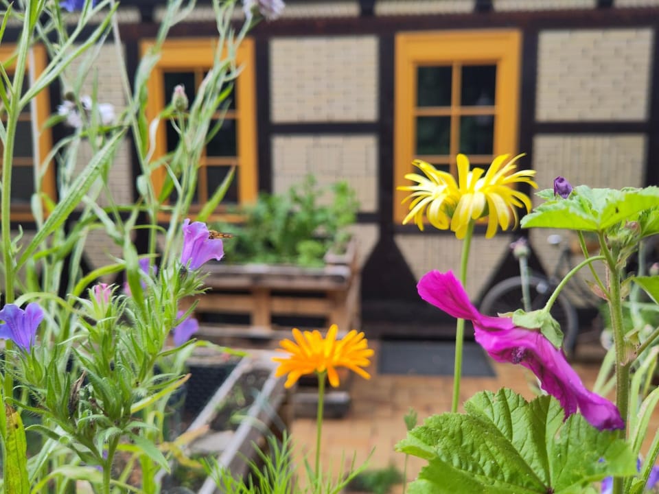 Spring, Garden, Balcony/Terrace, Garden view