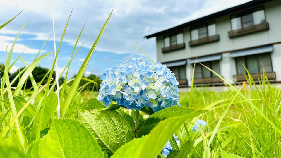 Spring, Day, Garden