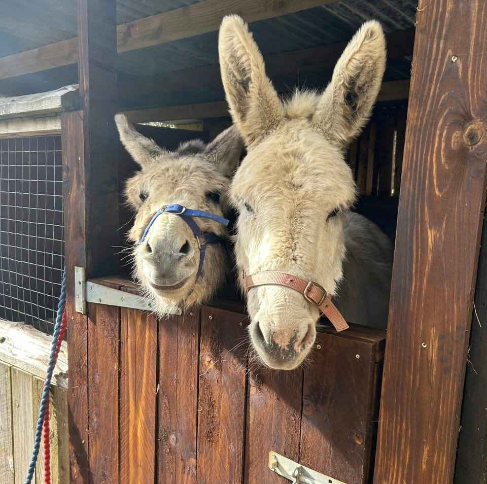 Animals