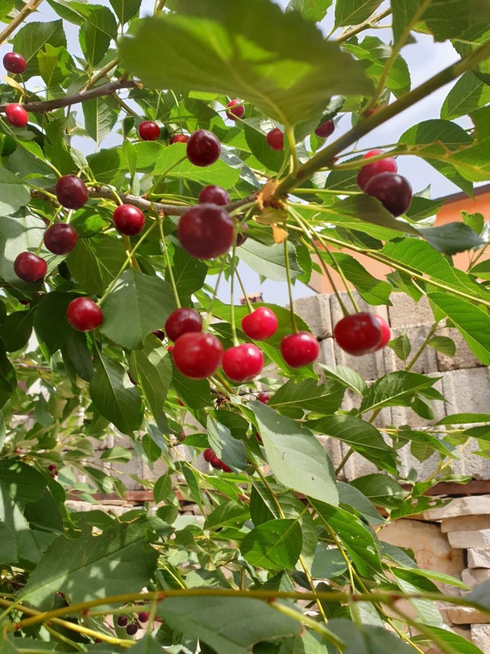 The Heart Of Dalmatia Apartment in Šibenik-Knin County, Croatia