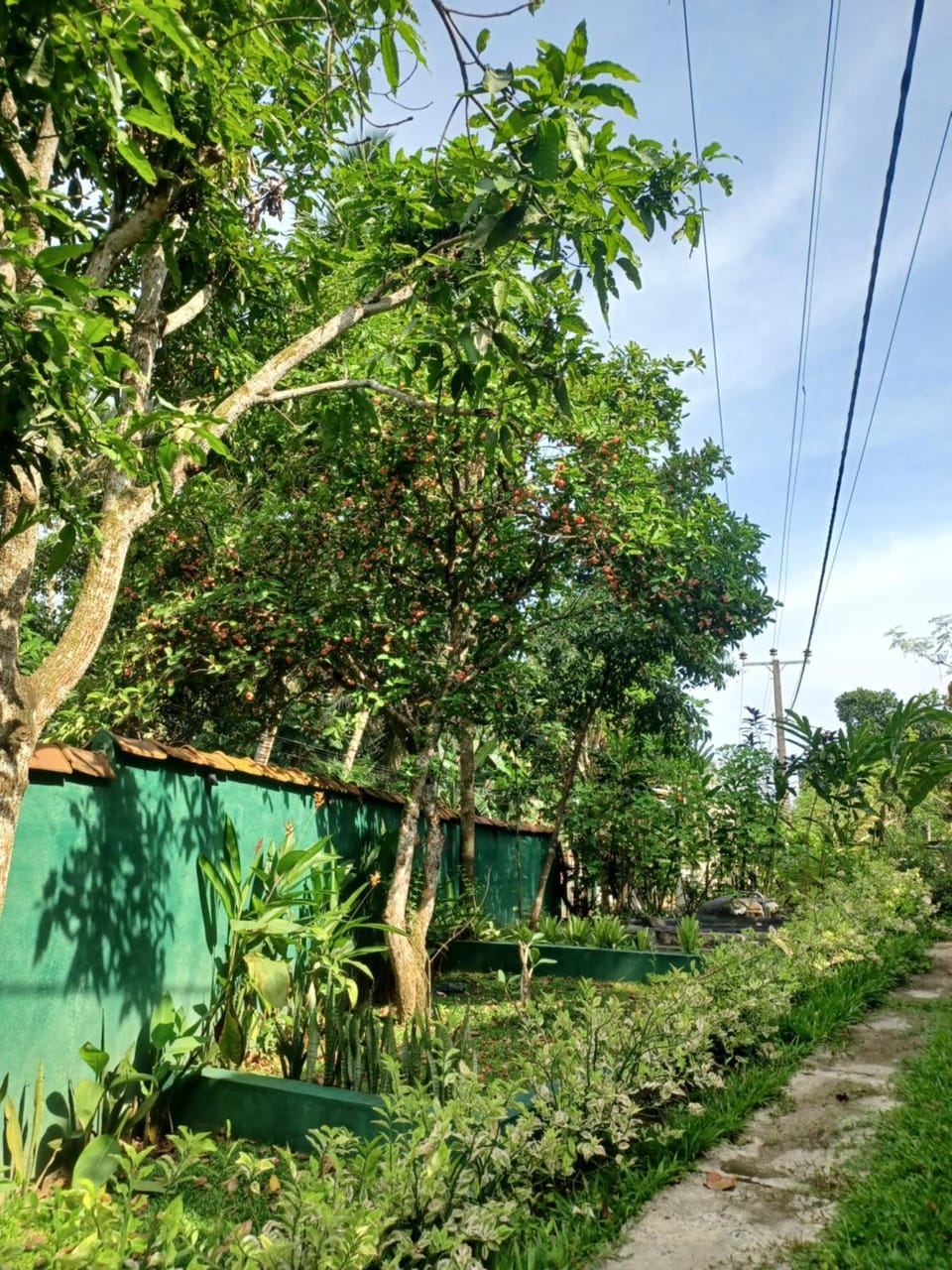 Garden view