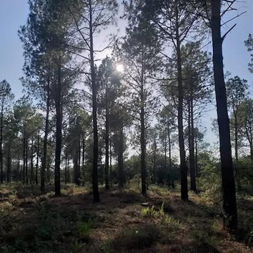 Natural landscape