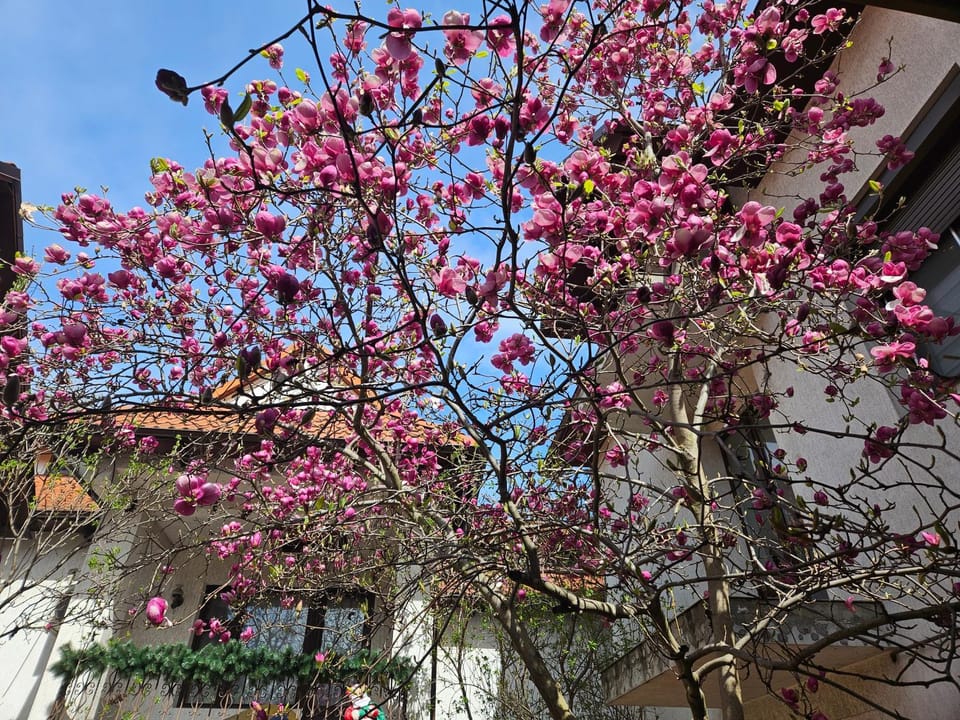 Spring, Day