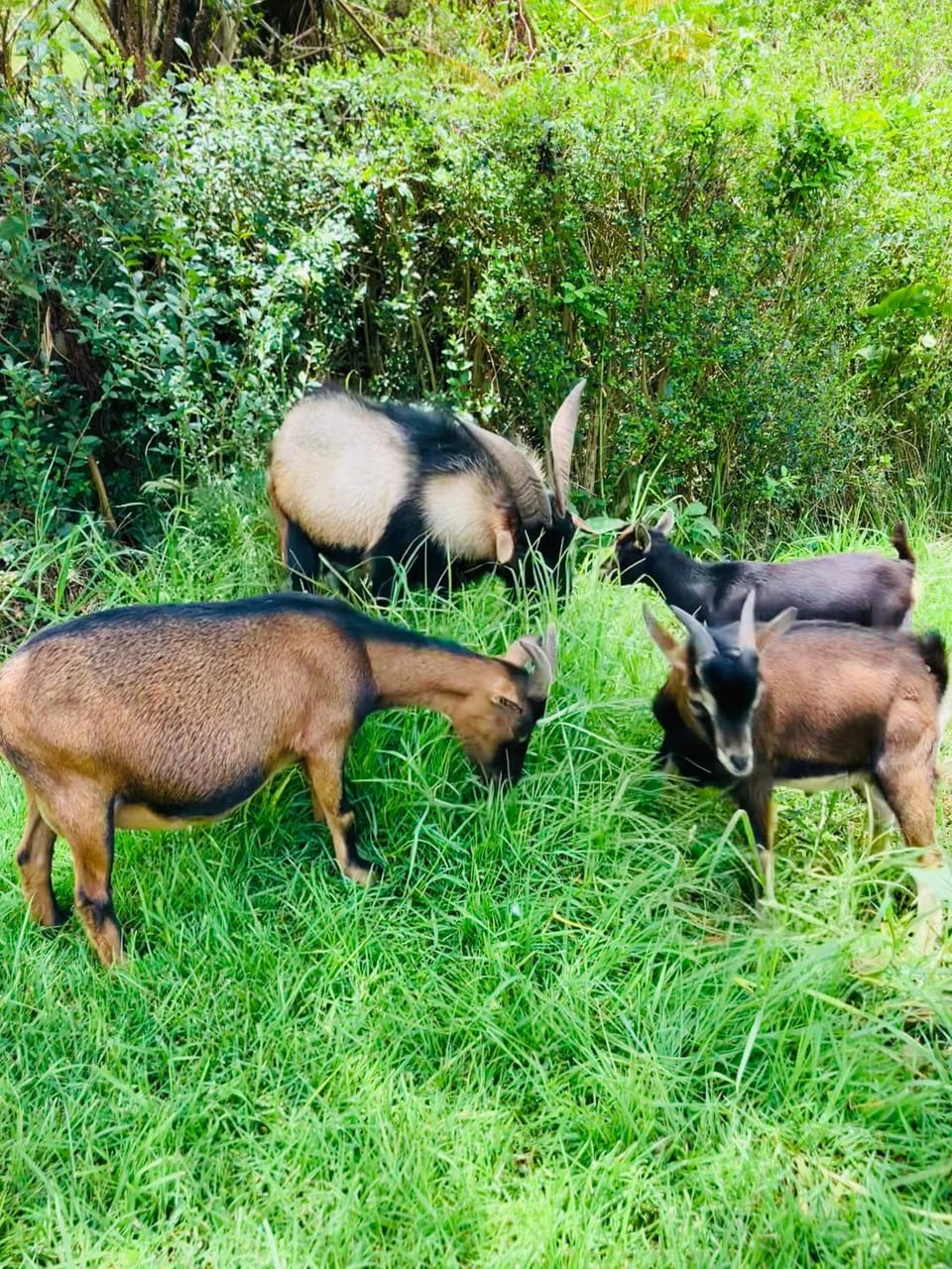 Animals