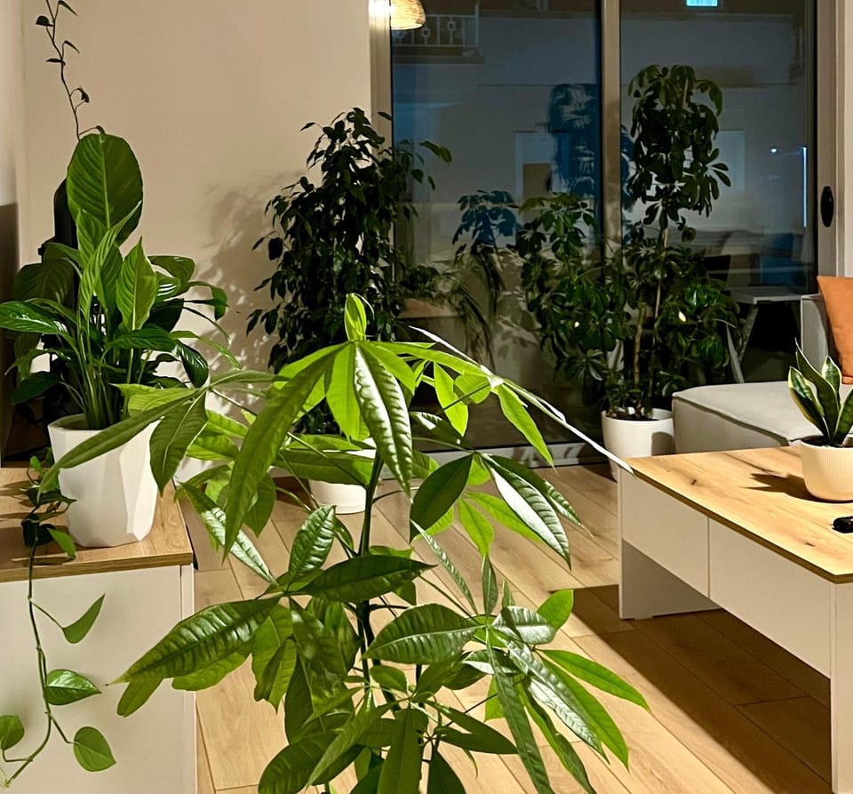 Plant house Apartment in Tirana