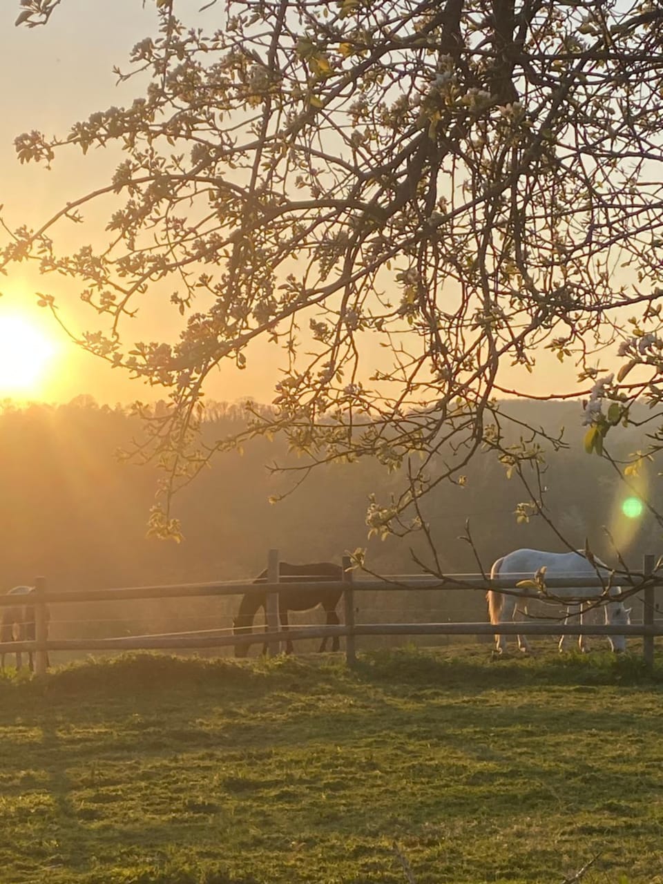 Natural landscape, Horse-riding, Animals, Sunset