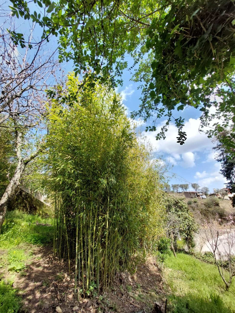 Spring, Day, Natural landscape, Garden, Garden, Garden view