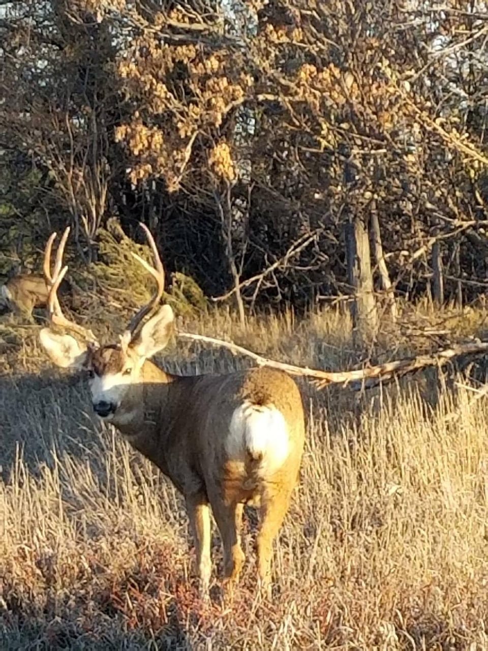Natural landscape, Animals