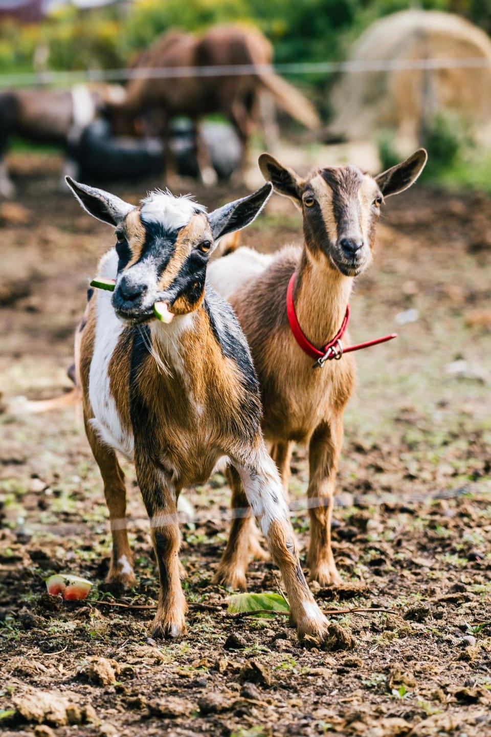 Animals, Pets