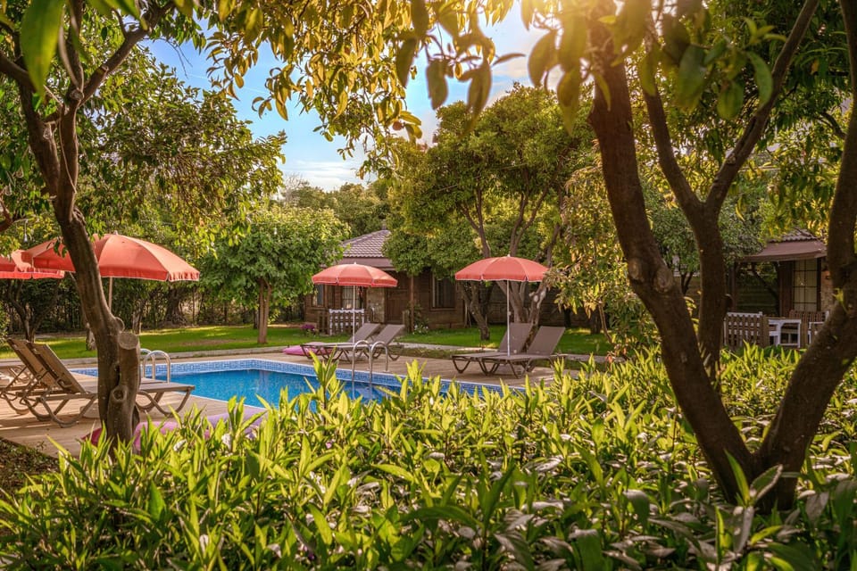 Spring, Day, Natural landscape, Garden, Garden view, Pool view, Swimming pool, sunbed