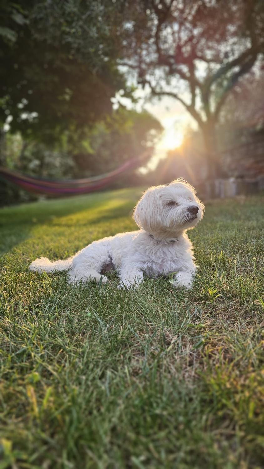 Pets, Sunset