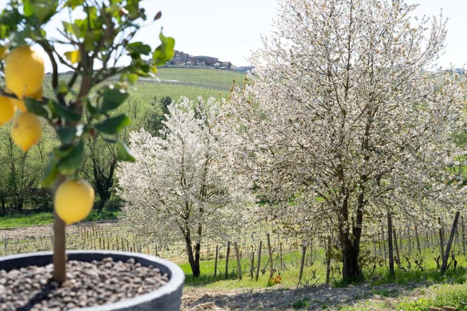 Spring, Day, Natural landscape, Garden