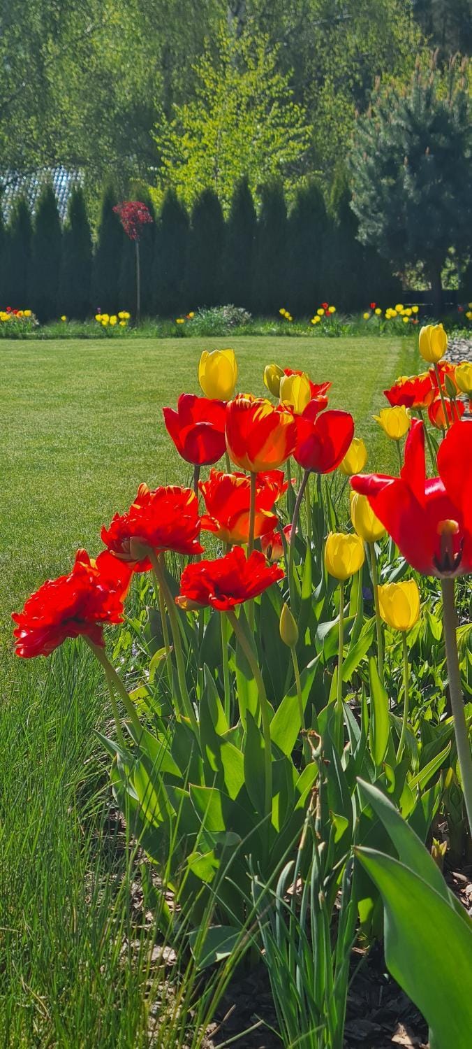 Spring, Day, Natural landscape, Garden, Garden, Garden view